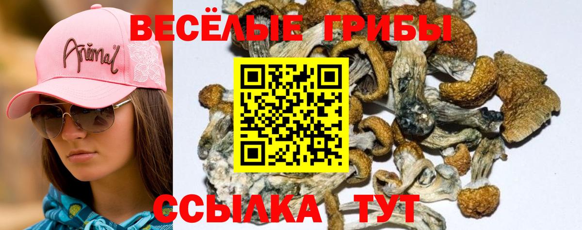 Советск  Галлюциногенные грибы Psilocybine cubensis  Вход с VPN  Псилоцибиновые грибы ЛСД 